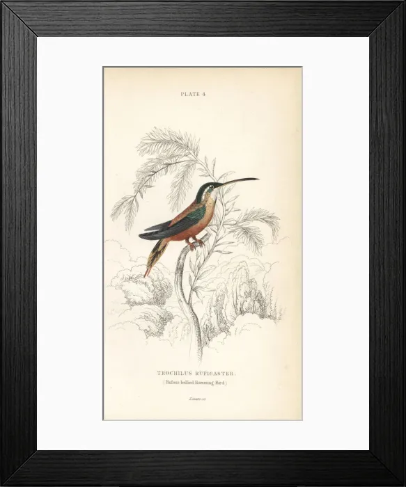 Framed Print : Rufous-breasted hermit, Glaucis hirsutus Framed Print : Rufous-breasted hermit, Glaucis hirsutus