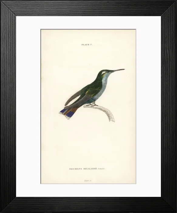 Framed Print : Black-breasted plovercrest, Stephanoxis lalandi (female) Framed Print : Black-breasted plovercrest, Stephanoxis lalandi (female)