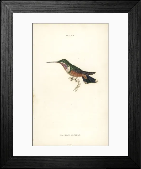 Framed Print : Amethyst woodstar, Calliphlox amethystine (immature male) Framed Print : Amethyst woodstar, Calliphlox amethystine (immature male)