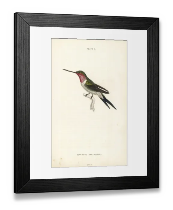 Framed Print : Amethyst woodstar, Calliphlox amethystina Framed Print : Amethyst woodstar, Calliphlox amethystina