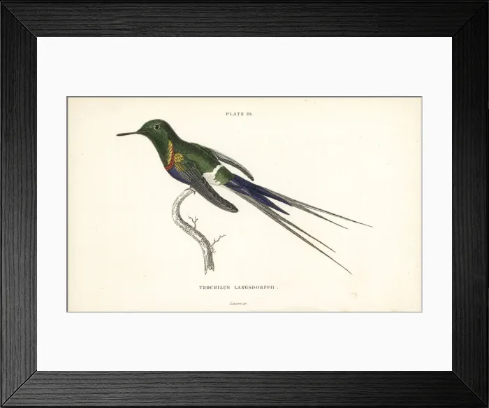Framed Print : Black-bellied thorntail, Discosura langsdorffi Framed Print : Black-bellied thorntail, Discosura langsdorffi
