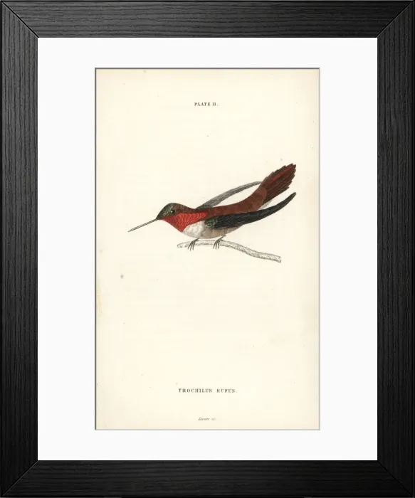 Framed Print : Rufous hummingbird, Selasphorus rufus Framed Print : Rufous hummingbird, Selasphorus rufus