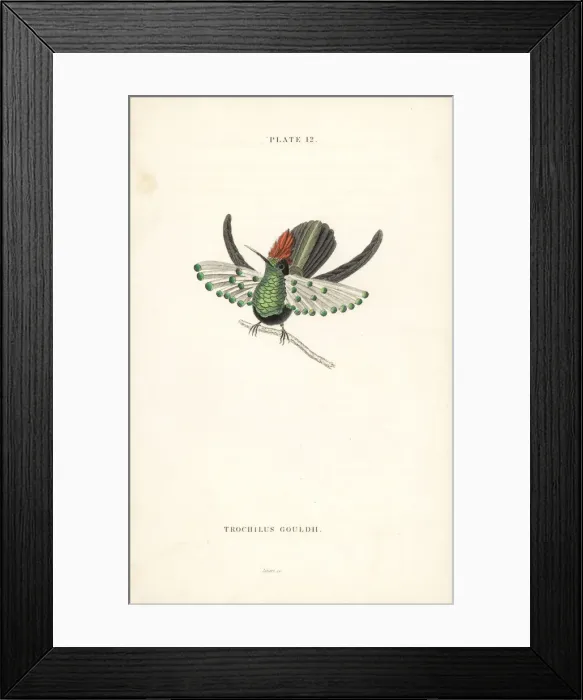 Framed Print : Dot-eared coquette, Lophornis gouldii. Vulnerable Framed Print : Dot-eared coquette, Lophornis gouldii. Vulnerable