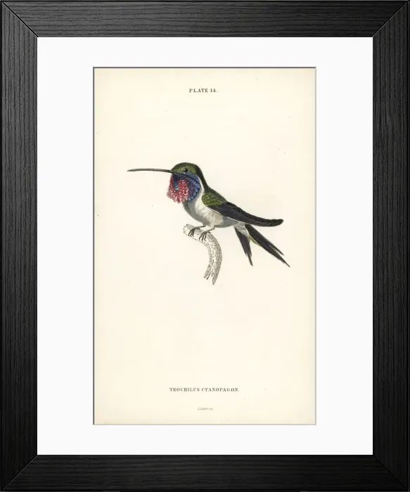 Framed Print : Lucifer sheartail, Calothorax lucifer Framed Print : Lucifer sheartail, Calothorax lucifer
