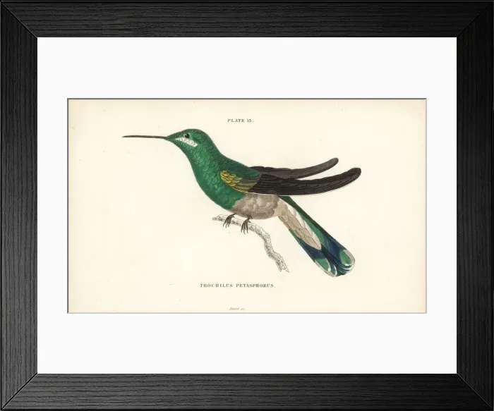 Framed Print : White-vented violetear, Colibri serrirostris, female Framed Print : White-vented violetear, Colibri serrirostris, female