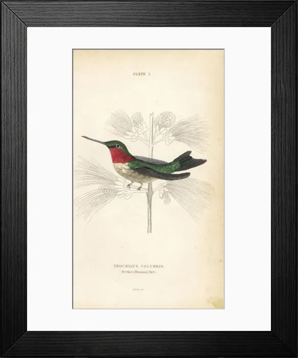 Framed Print : Ruby-throated hummingbird, Archilochus colubris