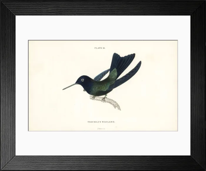 Framed Print : Blue-headed hummingbird, Cyanophaia bicolor Framed Print : Blue-headed hummingbird, Cyanophaia bicolor