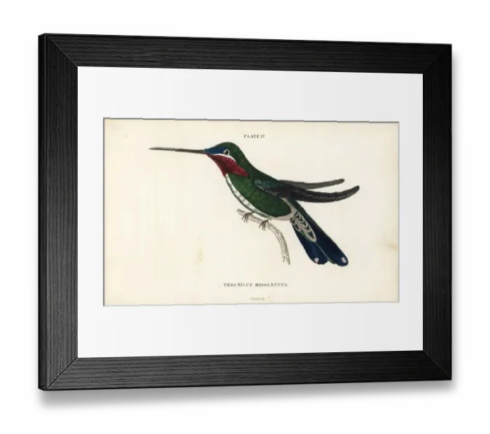 Framed Print : Stripe-breasted starthroat, Heliomaster squamosus Framed Print : Stripe-breasted starthroat, Heliomaster squamosus