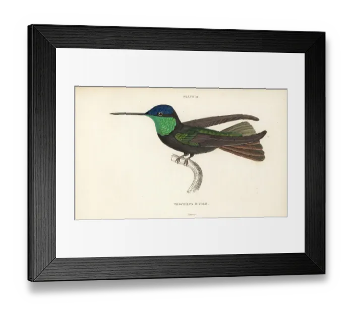 Framed Print : Magnificent hummingbird, Eugenes fulgens Framed Print : Magnificent hummingbird, Eugenes fulgens
