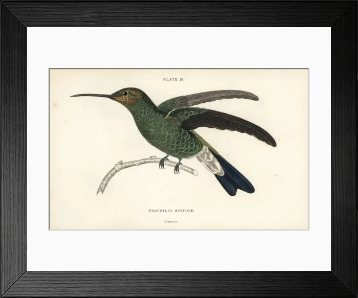 Framed Print : White-vented plumeleteer, Chalybura buffonii Framed Print : White-vented plumeleteer, Chalybura buffonii