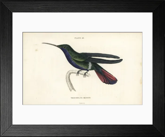 Framed Print : Veraguan mango, Anthracothorax veraguensis Framed Print : Veraguan mango, Anthracothorax veraguensis