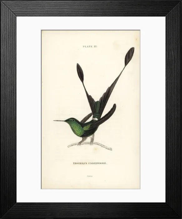 Framed Print : White-booted racket tail, Ocreatus underwoodii Framed Print : White-booted racket tail, Ocreatus underwoodii