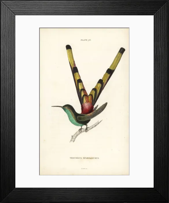 Framed Print : Red-tailed comet, Sappho sparganura Framed Print : Red-tailed comet, Sappho sparganura