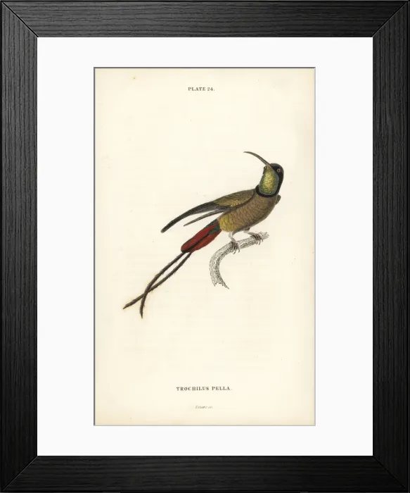 Framed Print : Crimson topaz, Topaza pella (Trochilus pella) Framed Print : Crimson topaz, Topaza pella (Trochilus pella)