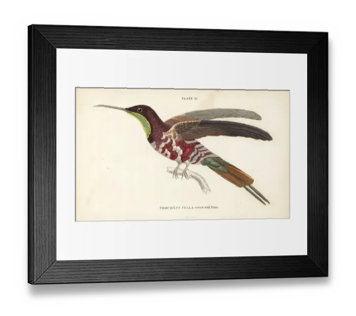Framed Print : Crimson topaz varied with white, Topaza pella Framed Print : Crimson topaz varied with white, Topaza pella