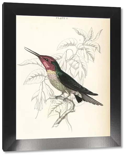 Annas hummingbird, Calypte anna