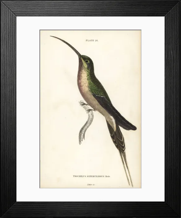 Framed Print : Long-tailed hermit, Phaethornis superciliosus, male Framed Print : Long-tailed hermit, Phaethornis superciliosus, male