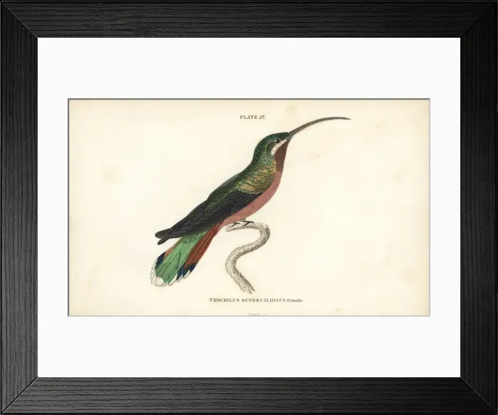 Framed Print : Long-tailed hermit, Phaethornis superciliosus, female Framed Print : Long-tailed hermit, Phaethornis superciliosus, female