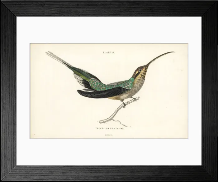 Framed Print : Scale-throated hermit, Phaethornis eurynome Framed Print : Scale-throated hermit, Phaethornis eurynome