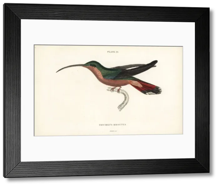 Framed Print : Hairy-legged hummingbird, Glaucis hirsutus Framed Print : Hairy-legged hummingbird, Glaucis hirsutus