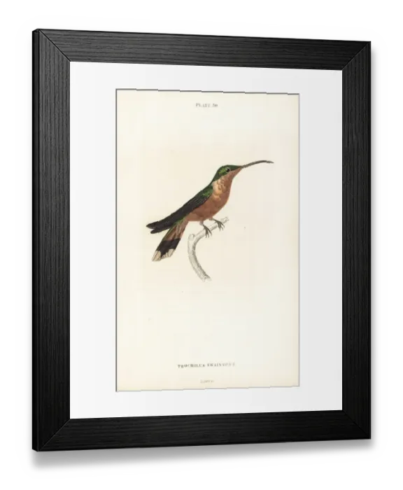 Framed Print : Hispaniolan emerald, Chlorostilbon swainsonii Framed Print : Hispaniolan emerald, Chlorostilbon swainsonii