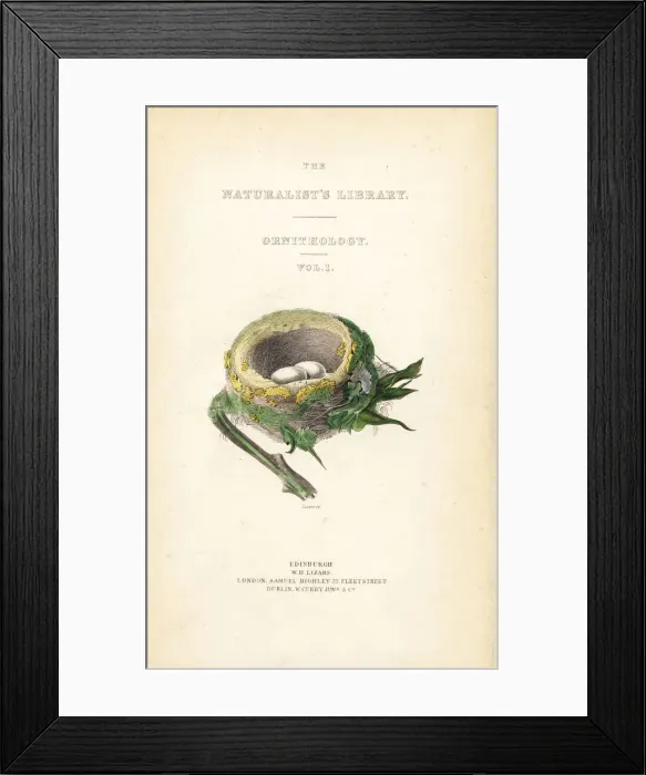 Framed Print : Title page from Hummingbirds, Volume 1 Framed Print : Title page from Hummingbirds, Volume 1