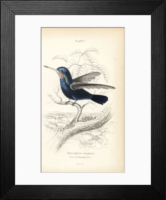 Framed Print : White-chinned sapphire, Hylocharis cyanus Framed Print : White-chinned sapphire, Hylocharis cyanus
