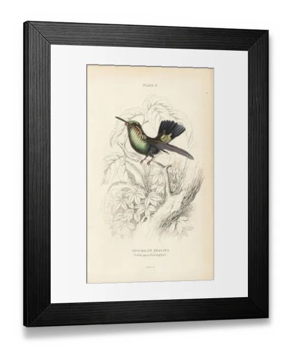 Framed Print : Blue-tailed emerald, Chlorostilbon mellisugus Framed Print : Blue-tailed emerald, Chlorostilbon mellisugus