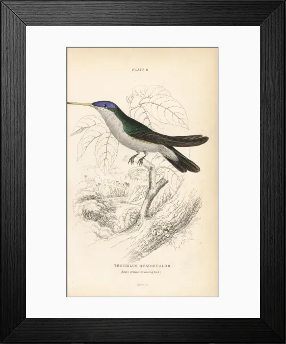 Framed Print : Azure-crowned hummingbird, Amazilia cyanocephala Framed Print : Azure-crowned hummingbird, Amazilia cyanocephala