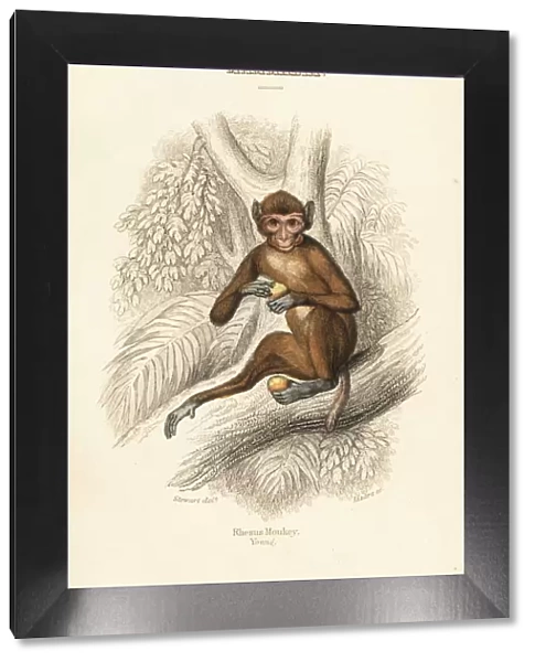 Rhesus macaque, Macaca mulatta