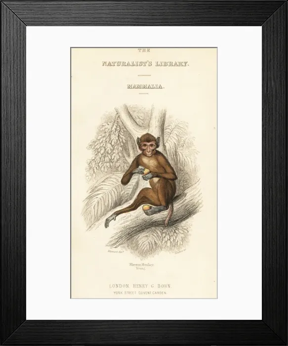 Framed Print : Rhesus macaque, Macaca mulatta Framed Print : Rhesus macaque, Macaca mulatta