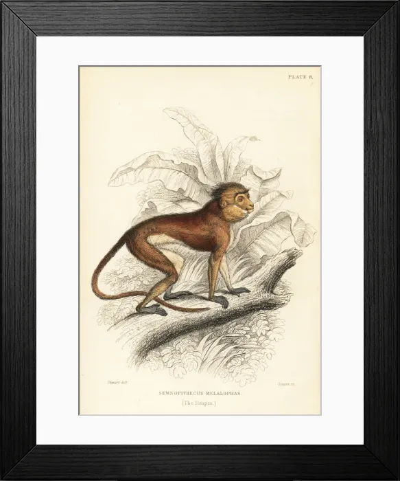 Framed Print : Sumatran surili, Presbytis melalophos. Endangered Framed Print : Sumatran surili, Presbytis melalophos. Endangered