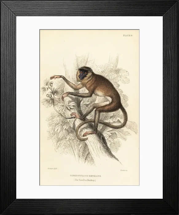 Framed Print : Grey or hanuman langur, Semnopithecus entellus Framed Print : Grey or hanuman langur, Semnopithecus entellus