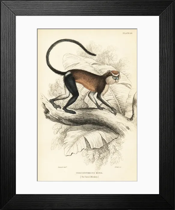 Framed Print : Mona monkey, Cercopithecus mona Framed Print : Mona monkey, Cercopithecus mona