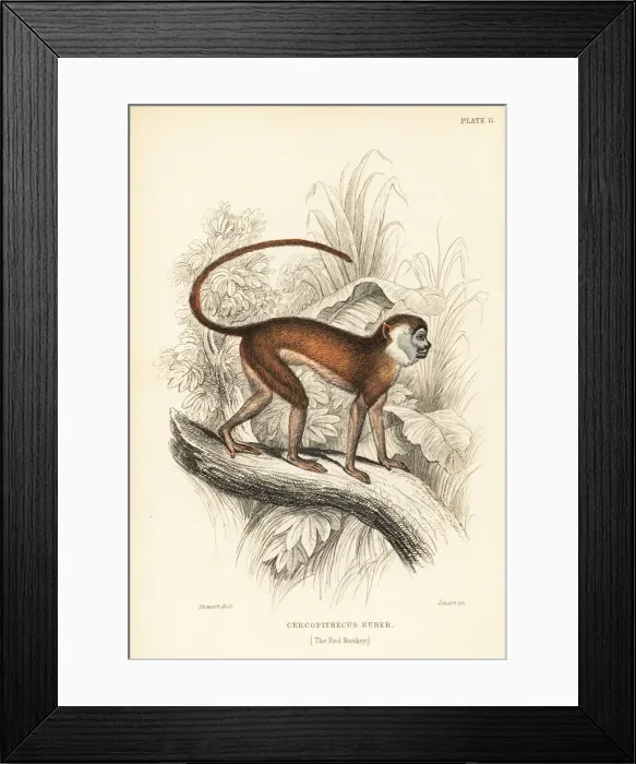 Framed Print : Patas monkey, Erythrocebus patas Framed Print : Patas monkey, Erythrocebus patas