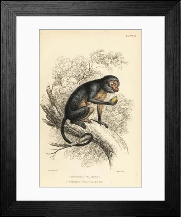 Framed Print : White-eyelid mangabey, Cercocebus species Framed Print : White-eyelid mangabey, Cercocebus species