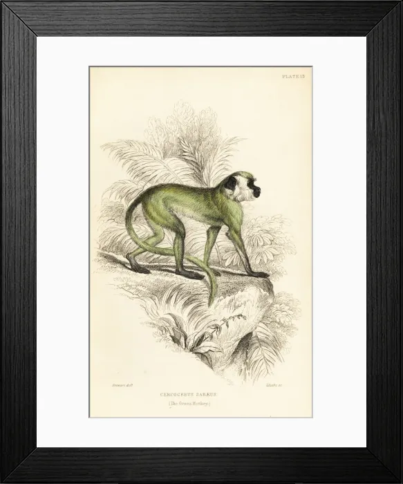Framed Print : Green monkey, Chlorocebus sabaeus Framed Print : Green monkey, Chlorocebus sabaeus