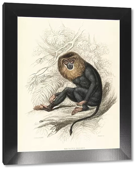 Lion-tailed macaque, Macaca silenus. Endangered