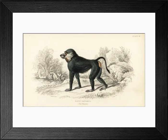 Framed Print : Chacma baboon, Papio ursinus Framed Print : Chacma baboon, Papio ursinus