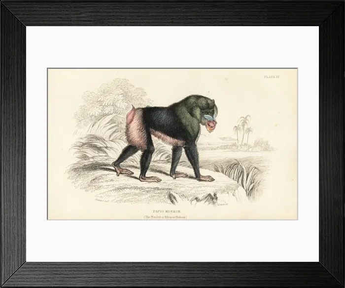 Framed Print : Mandrill, Mandrillus sphinx Framed Print : Mandrill, Mandrillus sphinx
