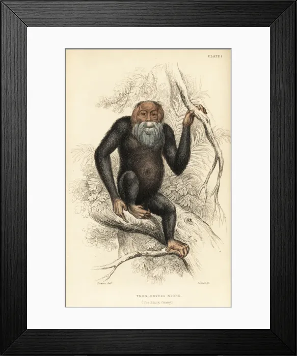 Framed Print : Common chimpanzee, Pan troglodytes. Endangered Framed Print : Common chimpanzee, Pan troglodytes. Endangered