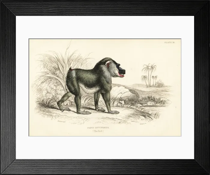 Framed Print : Drill, Mandrillus leucophaeus. Endangered Framed Print : Drill, Mandrillus leucophaeus. Endangered