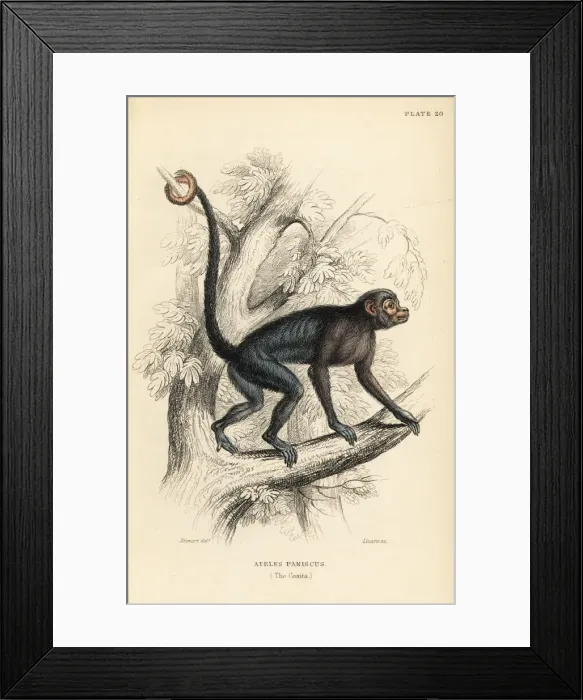 Framed Print : Red-faced spider monkey, Ateles paniscus Framed Print : Red-faced spider monkey, Ateles paniscus