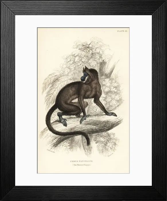 Framed Print : Tufted capuchin monkey, Cebus apella Framed Print : Tufted capuchin monkey, Cebus apella