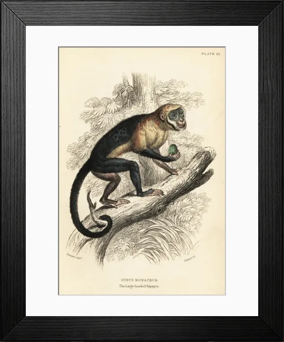 Framed Print : Large-headed capuchin, Sapajus apella macrocephalus Framed Print : Large-headed capuchin, Sapajus apella macrocephalus