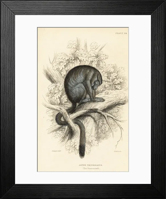 Framed Print : Three-striped night monkey, Aotus trivirgatus Framed Print : Three-striped night monkey, Aotus trivirgatus