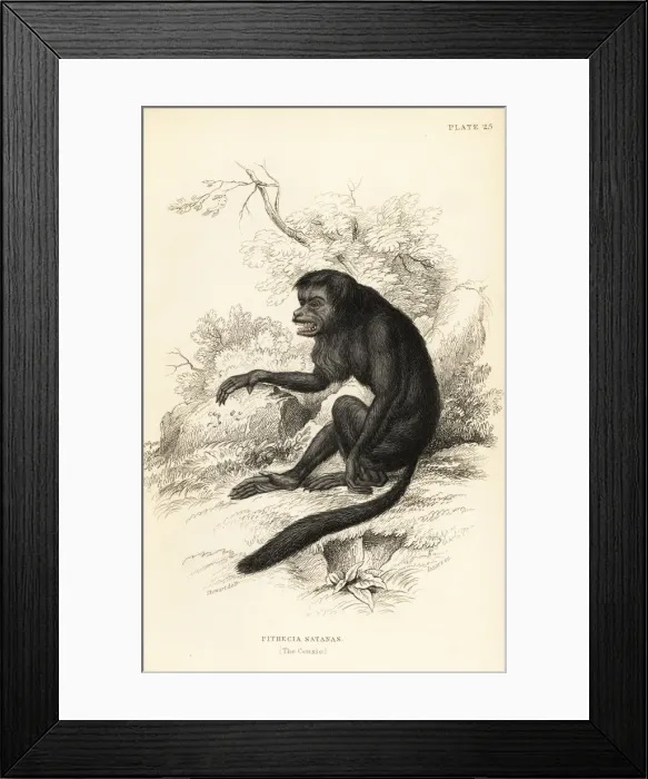 Framed Print : Black-bearded saki, Chiropotes satanas. Critically Framed Print : Black-bearded saki, Chiropotes satanas. Critically
