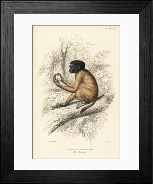 Framed Print : Black-headed uakari, Cacajao melanocephalus Framed Print : Black-headed uakari, Cacajao melanocephalus