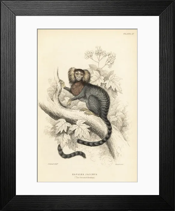 Framed Print : Common marmoset, Callithrix jacchus Framed Print : Common marmoset, Callithrix jacchus