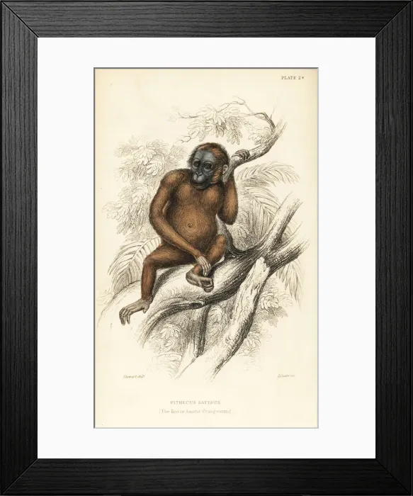 Framed Print : Bornean orangutan, Pongo pygmaeus. Endangered Framed Print : Bornean orangutan, Pongo pygmaeus. Endangered